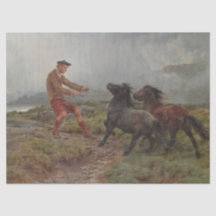 Twee Shetland pony's in een mistig Schots landscha