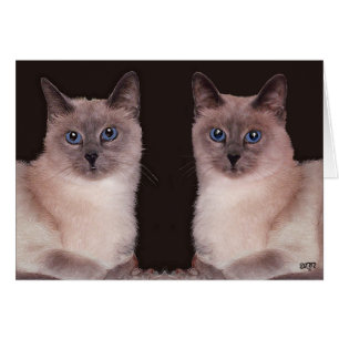Twee Siamese katten