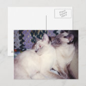 Twee Siamese katten Briefkaart (Voorkant / Achterkant)