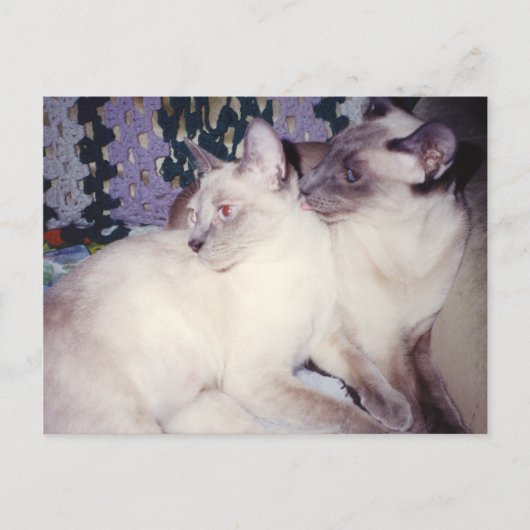 Twee Siamese katten Briefkaart (Voorkant)
