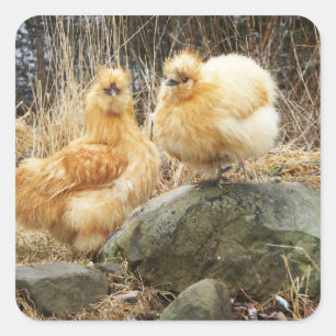 Twee Silkie Kippen Sticker