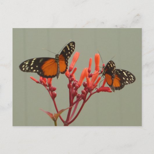 Twee Sinaasappel Zwart Wit Vlinders DIY Briefkaart (Voorkant)