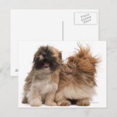 Twee sjiitische Tzus in de wind Briefkaart (Voorkant / Achterkant)