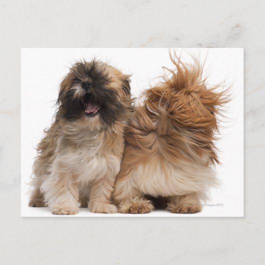 Twee sjiitische Tzus in de wind Briefkaart (Voorkant)