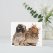 Twee sjiitische Tzus in de wind Briefkaart (Staand voorkant)