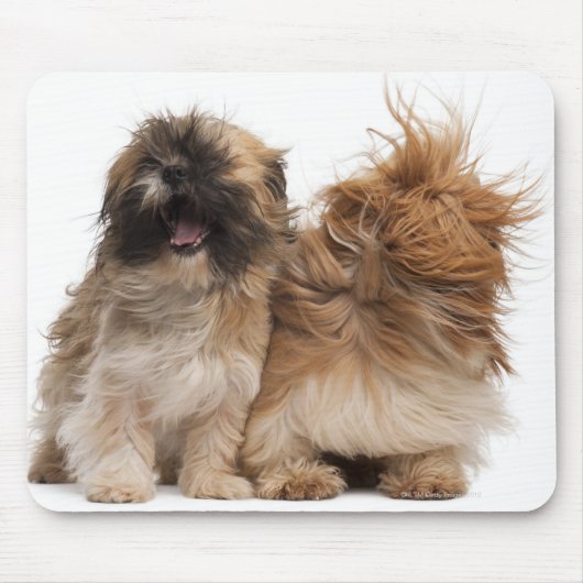 Twee sjiitische Tzus in de wind Muismat (Voorkant)