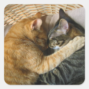 Twee slaaptabletten vierkante sticker