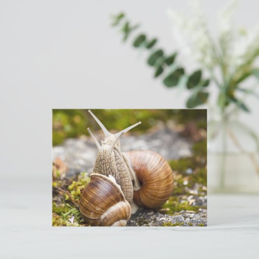 Twee slakken briefkaart (Staand voorkant)