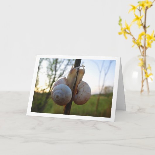 Twee slakken op een stoomkaart kaart (Gele Bloem)