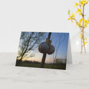 Twee slakken op een stoomkaart kaart