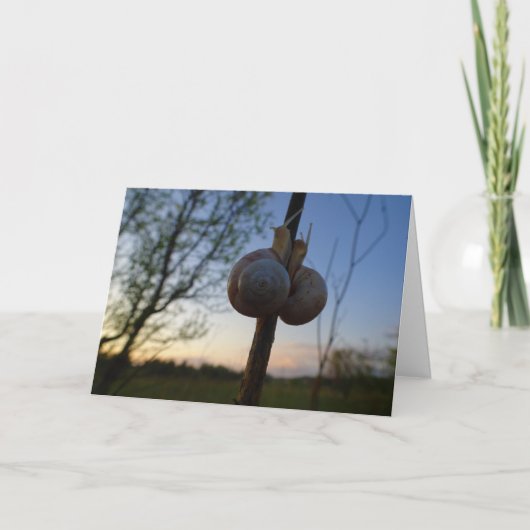 Twee slakken op een stoomkaart kaart (Voorkant)