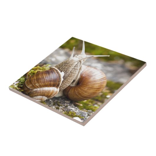 Twee slakken tegeltje (Zijkant)