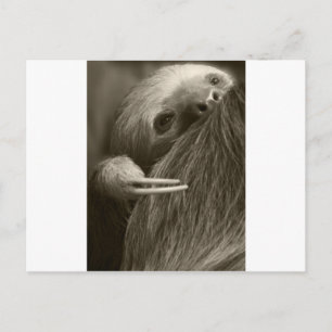 twee sleepslang briefkaart