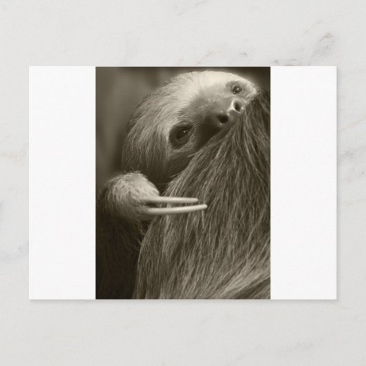 twee sleepslang briefkaart (Voorkant)