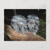 Twee Sleepy Frogmouth Uilen, Briefkaart (Voorkant)