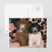 Twee Speelgoed porseleinen kotellen Puppies Briefkaart (Voorkant / Achterkant)