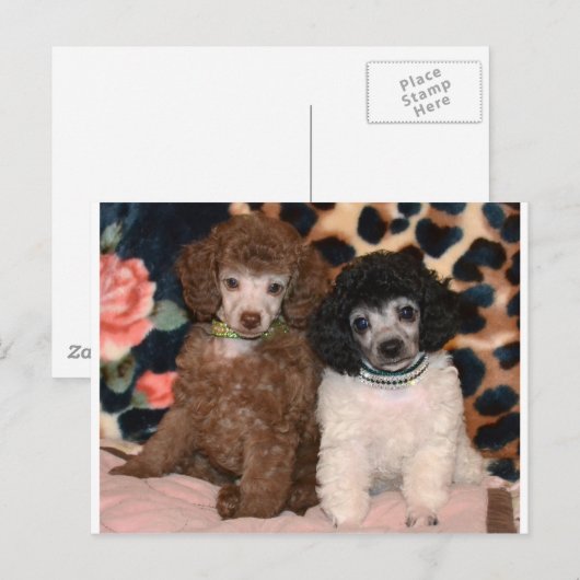 Twee Speelgoed porseleinen kotellen Puppies Briefkaart (Voorkant / Achterkant)