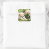 Twee speelse gele lab Puppies keramische Ornament Vierkante Sticker (Tas)