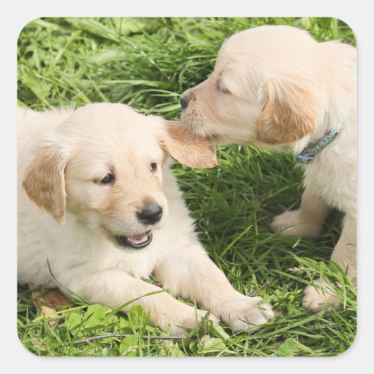 Twee speelse gele lab Puppies keramische Ornament Vierkante Sticker (Voorkant)