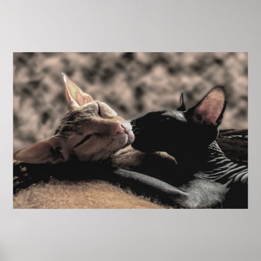 Twee Sphynx katten kussen - Liefde echte foto Poster (Voorkant)