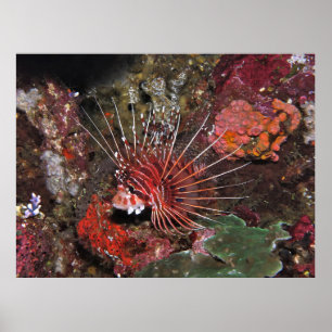 Twee Spot Lionfish Poster