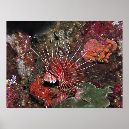 Twee Spot Lionfish Poster (Voorkant)