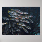 Twee Spot Snappers Poster (Voorkant)