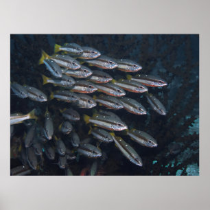 Twee Spot Snappers Poster