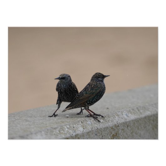 Twee Spreeuwen Foto Afdruk (Voorkant)