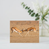 Twee springbok-antilope-gevechten briefkaart (Staand voorkant)
