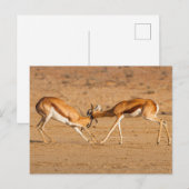 Twee springbok-antilope-gevechten briefkaart (Voorkant / Achterkant)