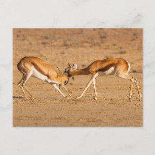 Twee springbok-antilope-gevechten briefkaart