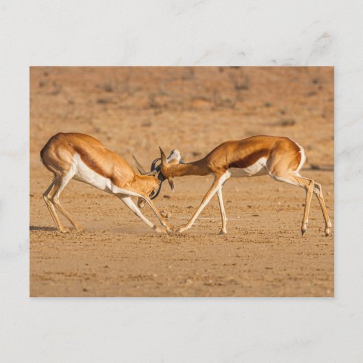 Twee springbok-antilope-gevechten briefkaart (Voorkant)
