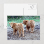 Twee  staarten! briefkaart (Voorkant / Achterkant)