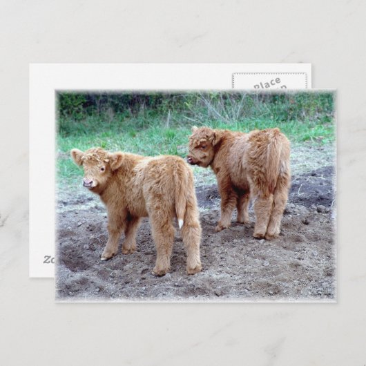 Twee staarten! briefkaart (Voorkant / Achterkant)