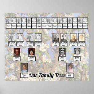 Twee stambomen op witte bloesems foto poster