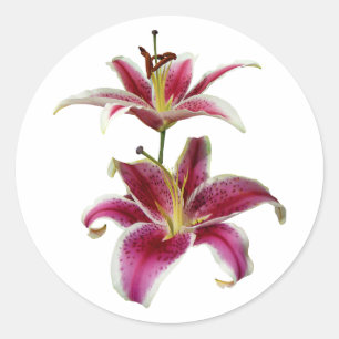 Twee Stargazer Lilies Ronde Sticker