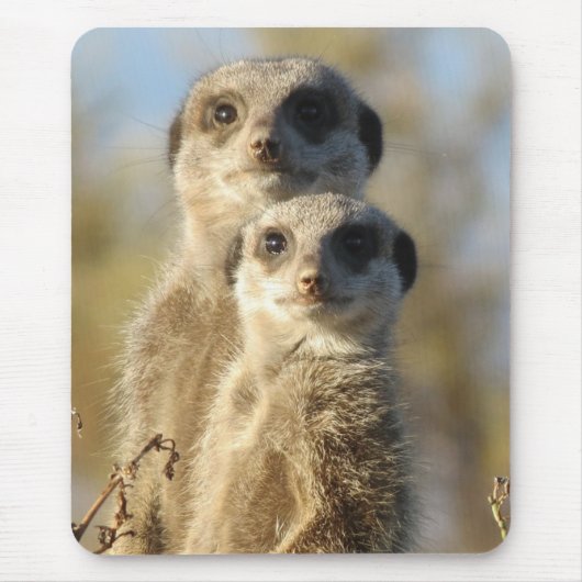 Twee stokstaartjes Cute Foto Muismat (Voorkant)