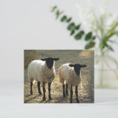 Twee Suffolk Sheep vanmiddag zon Briefkaart (Staand voorkant)