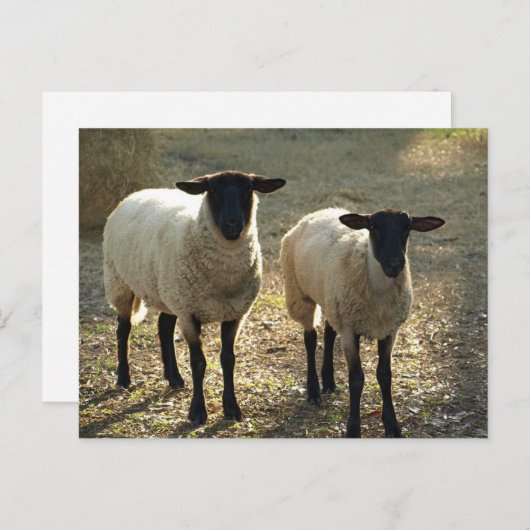 Twee Suffolk Sheep vanmiddag zon Briefkaart (Voorkant / Achterkant)