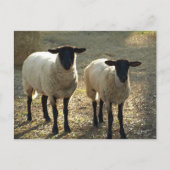 Twee Suffolk Sheep vanmiddag zon Briefkaart (Voorkant)
