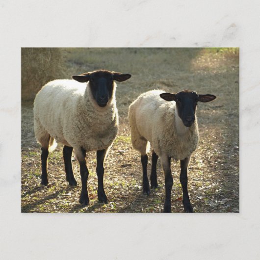 Twee Suffolk Sheep vanmiddag zon Briefkaart (Voorkant)