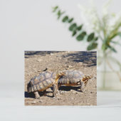 Twee sulcata-schildpadden op de grond briefkaart (Staand voorkant)