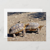 Twee sulcata-schildpadden op de grond briefkaart (Voorkant / Achterkant)
