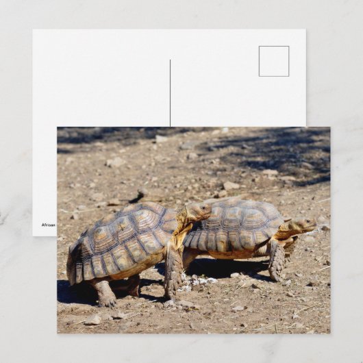 Twee sulcata-schildpadden op de grond briefkaart (Voorkant / Achterkant)