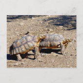 Twee sulcata-schildpadden op de grond briefkaart (Voorkant)