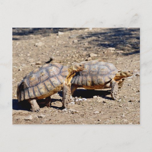Twee sulcata-schildpadden op de grond briefkaart (Voorkant)