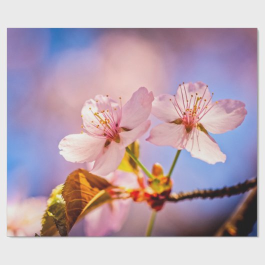 Twee Sunlit Sakura Blossom Cadeaupapier (Vlak)