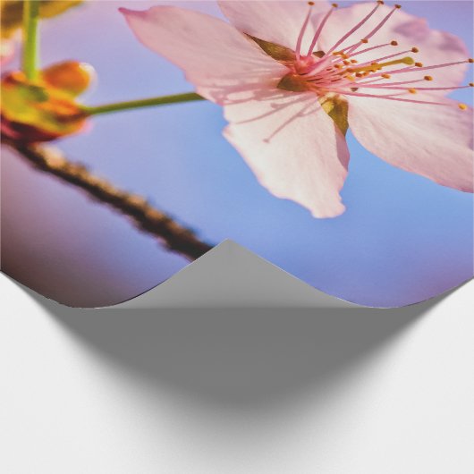 Twee Sunlit Sakura Blossom Cadeaupapier (Hoek)