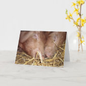 Twee Sweet Sleeping Pigs Foto - Blank Kaarten (Gele Bloem)